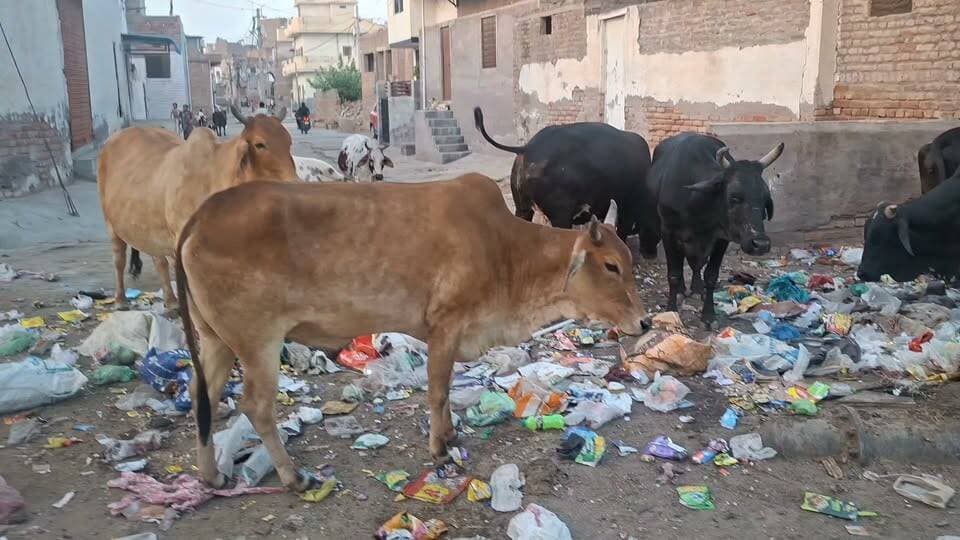बीकानेर में सियासी तस्वीर बदल चुकी है,अब देखना ये है की शहर की ऐसी तस्वीरें कब बदलेंगी जो हर गली चौक में दिखाई देती है,स्मार्ट सिटी तब बन पाएगी जब ऐसे गंदगी के ढेरों,जाम नालियों से सड़कों पर बहता पानी,सीवरेज का गंदा पानी सड़को पर दिखाई देना बंद होगा.... आपकी क्या राय है कमेट में जरूर बताएं और The Bikaner News के पेज को फॉलो जरूर करे.... Dr B D Kalla Jethanand Vyas