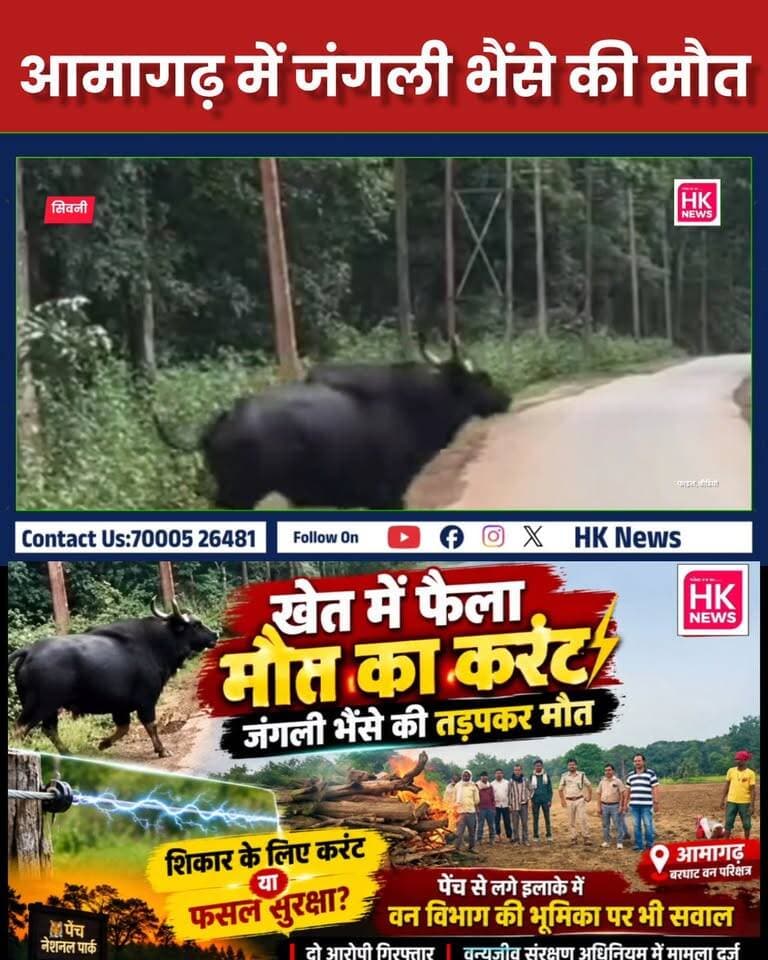 आमागढ़ में जंगली भैंसे की मौत
#SeoniNews #Barghat #WildlifeProtection #ForestDepartment #MPNews #Seoni #HindiNews #CrimeNews #MadhyaPradesh