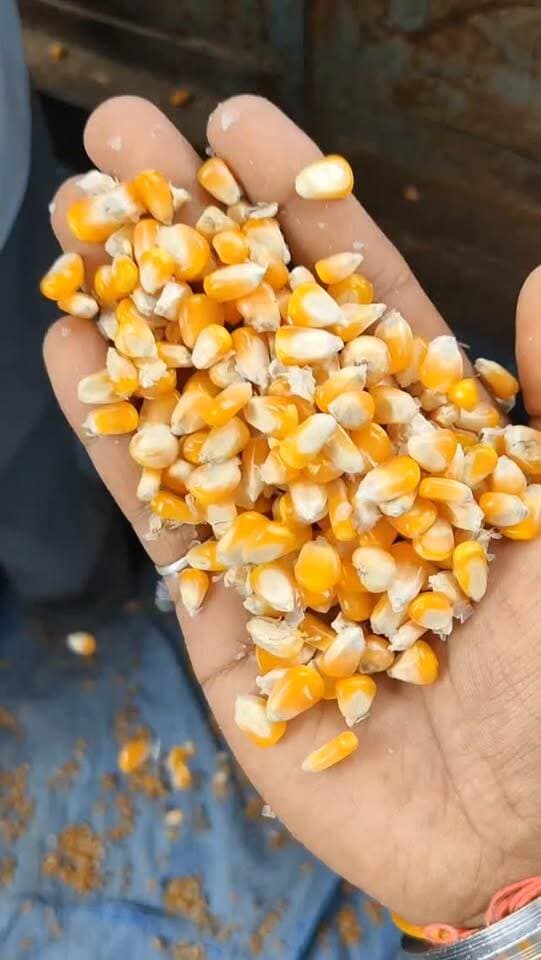 आज धामनोद मंडी में नई मक्का का भाग 1500 से लेकर 1851 तक नमी अनुसार बिकी...
आज मक्का क्वालिटी अनुसार ऊपर में भी 1900+ तक में बिकी...
22 सितंबर 2026
Dhamnod Mandi Bhav
.
.
.
.
.
.
.
.
.
.
.
.
.
.
.
#dhamnodmandibhav #makkamandibhav #makkakabhav #mandinews #makkarates