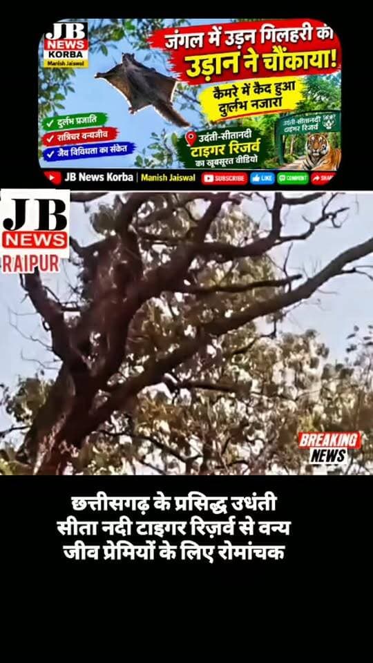 🐿️ जंगल में उड़न गिलहरी की उड़ान ने चौंकाया! कैमरे में कैद हुआ अद्भुत नजारा,देखिए विडिओ
https://jbnewskorba.in/🐿️-जंगल-में-उड़न-गिलहरी-की/