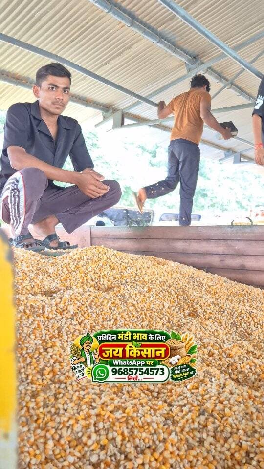 21 सितंबर 2026 | मंडी भाव | कृषि उपज मंडी खातेगांव, जिला-देवास (म.प्र.) Khategaon Mandi • मंडी भाव