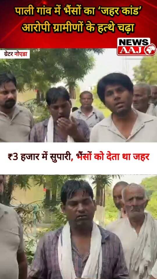 ग्रेटर नोएडा के पाली गांव में भैंसों का ‘जहर कांड’! ₹3 हजार की सुपारी लेकर भैंसों को जहर देने वाला ग्रामीणों ने पकड़ा #GreaterNoida #PaliVillage #BuffaloCase #CrimeNews #NewsAaj