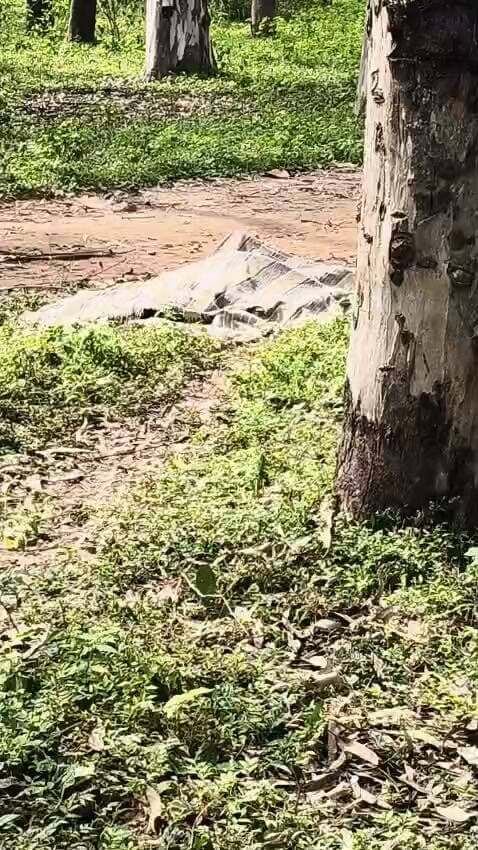 पेड़ गिरने से मजदूर की हुई मौत
गोपालपुर में बिड़ला माइंस और वन विभाग मिलकर खदान के लिए पेड़ कटाई का कार्य चालू था, जिसमें पेड़ कटकर मजदूर के ऊपर गिर गया और तत्काल मजदूर की मौत हो गई।