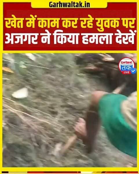लखीमपुर खीरी में एक शख्स खेत में चारा काट रहा था। अचानक युवक पर अजगर ने हमला कर दिया और युवक के दोनों हाथ और गर्दन को अजगर ने बुरी तरह जकड़ लिया। आसपास खेतों में काम कर रहे मजदूरों ने किसी तरह युवक को अजगर के चंगुल से मुक्त कराया।