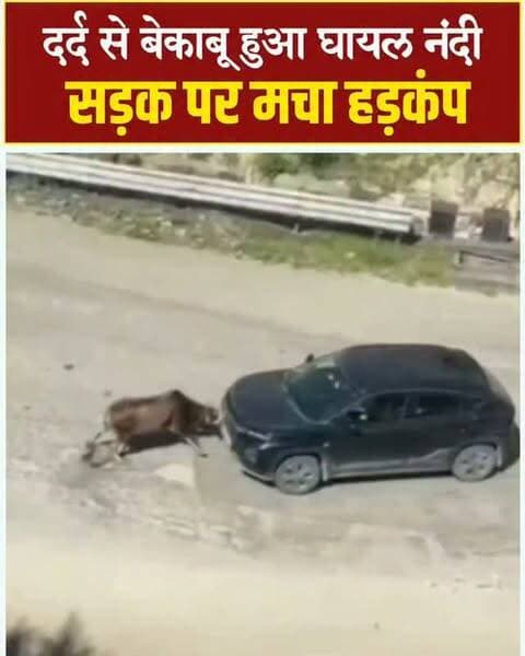 रुद्रप्रयाग में दर्द से तड़पा नंदी, VIDEO देख कांप उठेंगे