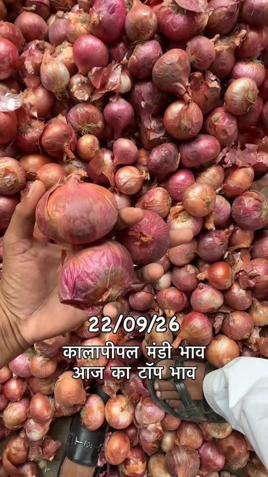 #viralreels #viralreelsvideo #trending #reelkarofeelkaro #mandibhavkalapipal
