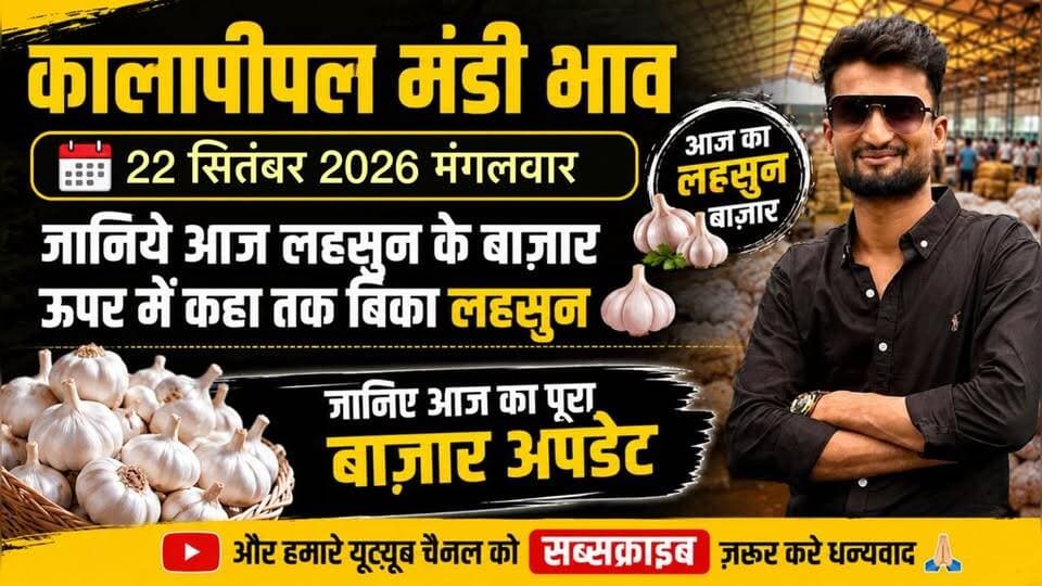 22 सितंबर 2026 को कालापीपल मंडी में लहसुन का भाव देखिए कैसा रहा बाज़ार आज कितना तेज रहा बाज़ार