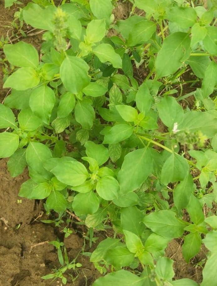कहानी बदलाव की
===
शहडोल के जंगलों में पाई जाने वाली वन तुलसी की बढ़ी मांग, ग्रामीणों के लिए आय का नया अवसर
==
शहडोल जिले के वन क्षेत्रों में प्राकृतिक रूप से पाई जाने वाली वन तुलसी की बाजार में मांग बढ़ रही है। औषधीय उपयोग के कारण वन तुलसी की पत्तियों की मांग विभिन्न बाजारों एवं औषधि से संबंधित संस्थानों में बनी हुई है। वन क्षेत्र से लगे ग्रामीण अंचलों के लोगों के लिए वन तुलसी का संग्रहण एवं उपलब्धता आय के अतिरिक्त अवसर के रूप में सामने आ रही है। वन तुलसी को सामान्य तुलसी से अलग माना जाता है। इसके पौधे अपेक्षाकृत बड़े, पत्तियां आकार में बड़ी तथा सुगंध अधिक तीव्र होती है। जिले के वन क्षेत्रों में यह प्राकृतिक रूप से पाई जाती है।
70 से 80 रुपये प्रति किलोग्राम तक खरीदी जा रही पत्तियां
औषधीय महत्व की वन उपज का व्यापार करने वाले शहडोल निवासी श्री प्रदीप सिंह बघेल के अनुसार वर्तमान में वन तुलसी की पत्तियों की बाजार में मांग बढ़ी है। उनके द्वारा ग्रामीणों से वन तुलसी की पत्तियां लगभग 70 से 80 रुपये प्रति किलोग्राम की दर से खरीदी जा रही हैं। उन्होंने बताया कि विभिन्न बड़े बाजारों एवं औषधि कंपनियों से मांग प्राप्त होने पर ग्रामीण अंचलों से वन तुलसी उपलब्ध कराने का प्रयास किया जाता है। वर्तमान में लगभग 100 टन वन तुलसी की पत्तियों की मांग है।
उन्होंने बताया कि शहडोल का क्षेत्र वन संपदा एवं औषधीय महत्व की वनस्पतियों से समृद्ध है। ग्रामीणों एवं किसानों को वन तुलसी के महत्व और बाजार में इसकी मांग के संबंध में जानकारी दी जा रही है, ताकि उपलब्धता के अनुसार वे इसका लाभ प्राप्त कर सकें।
आयुर्वेद में वन तुलसी का औषधीय उपयोग
आयुर्वेद चिकित्सक डॉ. अंकित नामदेव के अनुसार वन तुलसी अर्थात तुलसी/सुरसा का आयुर्वेद में विभिन्न प्रयोजनों के लिए उपयोग किया जाता है। उन्होंने बताया कि वन तुलसी सामान्य तुलसी की तुलना में आकार में बड़ी होती है तथा इसकी सुगंध भी अधिक होती है। इसके पत्तों का उपयोग पारंपरिक रूप से श्वसन संबंधी समस्याओं सहित विभिन्न औषधीय प्रयोजनों में किया जाता रहा है। उन्होंने बताया कि वन तुलसी का उपयोग पारंपरिक चिकित्सा पद्धतियों में त्वचा संबंधी समस्याओं में भी किया जाता है। इसकी जड़, पत्तियों एवं मंजरी के विभिन्न पारंपरिक उपयोग बताए जाते हैं। इसकी तीव्र सुगंध के कारण इसे कीटों को दूर रखने के लिए भी उपयोग किए जाने की जानकारी दी गई।
वन तुलसी सहित औषधीय महत्व वाली वनस्पतियों के संग्रहण में स्थानीय नियमों एवं वन विभाग के प्रावधानों का पालन आवश्यक है। इन वनस्पतियों के संरक्षण के साथ-साथ इनके व्यवस्थित एवं टिकाऊ उपयोग से ग्रामीण क्षेत्रों में आजीविका के अतिरिक्त अवसर विकसित किए जा सकते हैं।
#SevaSankalpAbhiyan #सेवा_संकल्प_अभियान #शहडोल #shahdol