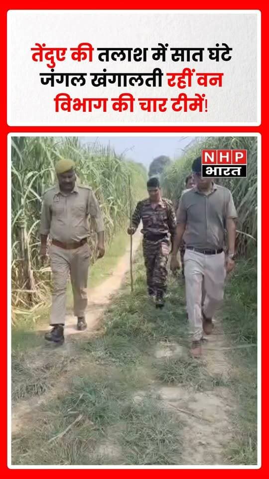 चरथावल, मुजफ्फरनगर। थाना क्षेत्र के रोनी हरजीपुर गांव के जंगल में तेंदुए की मौजूदगी की आशंका को लेकर वन विभाग का सर्च अभियान लगातार जारी है। सोमवार को वन विभाग की चार टीमों ने ग्रामीणों के साथ करीब सात घंटे तक जंगल में सघन कांबिंग और तलाशी अभियान चलाया, लेकिन तेंदुए का कोई सुराग नहीं मिल सका।
तेंदुए को पकड़ने के लिए वन विभाग की ओर से जंगल में चार पिंजरे और चार CCTV कैमरे लगाए गए हैं। टीम लगातार क्षेत्र में निगरानी कर रही है और तेंदुए की गतिविधियों का पता लगाने का प्रयास किया जा रहा है।
करीब एक साल से तेंदुए की मौजूदगी का दावा
ग्रामीणों के अनुसार, रोनी हरजीपुर के जंगल में पिछले करीब एक वर्ष से तेंदुआ दिखाई देने का दावा किया जा रहा है। पिछले सप्ताह दो बार तेंदुआ दिखाई देने की सूचना के बाद क्षेत्र में एक बार फिर दहशत का माहौल बन गया।
ग्रामीणों का कहना है कि तेंदुए को पकड़ने की मांग को लेकर पूर्व में धरना-प्रदर्शन भी किया जा चुका है। वन विभाग पहले भी जंगल में पिंजरे लगा चुका है, लेकिन तेंदुआ अब तक पकड़ में नहीं आया।
किसानों ने अकेले जंगल जाना किया बंद
तेंदुए की मौजूदगी की आशंका के चलते ग्रामीणों में डर बना हुआ है। किसानों ने अकेले जंगल में जाना कम कर दिया है। वहीं, अभिभावक बच्चों को भी अकेले रास्तों से भेजने से बच रहे हैं।
पिछले दो दिनों से वन विभाग की टीमें गांव और आसपास के जंगल क्षेत्र में डेरा डाले हुए हैं।
सात घंटे चला सघन सर्च ऑपरेशन
क्षेत्रीय वन अधिकारी आदित्य सोनकर ने बताया कि सोमवार को वन विभाग की चार टीमों ने ग्रामीणों के साथ करीब सात घंटे तक जंगल में सर्च अभियान चलाया। दर्जनों वनकर्मियों और ग्रामीणों ने जंगल के विभिन्न हिस्सों में तलाश की, लेकिन इस दौरान तेंदुआ दिखाई नहीं दिया।
उन्होंने बताया कि तेंदुए की गतिविधियों पर नजर रखने के लिए चार पिंजरे और चार CCTV कैमरे लगाए गए हैं। वन विभाग की टीमें लगातार क्षेत्र में निगरानी कर रही हैं।
वन विभाग की ग्रामीणों से अपील
.
.
.
.
#Muzaffarnagar #Charthawal #RoniHarjipur #Leopard #LeopardNews #MuzaffarnagarNews #ForestDepartment #LeopardSearch #Wildlife #UPNews #UttarPradesh #GroundReport #NHPBharat