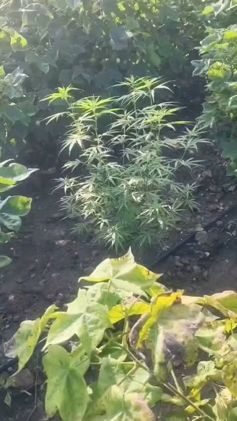 पुलिस ने अवैध गांजे की खेती करने वाले आरोपी के विरुद्ध की बड़ी कार्यवाही, बेड़िया पुलिस ने ऑपरेशन "प्रहार" के तहत भारी संख्या में किए अवैध गांजे के पौधे जप्त, पुलिस टीम ने दबिश देकर किए कुल 176 नग गांजे के हरे पौधे वजनी 35 किलो 900 ग्राम जप्त, प्रकरण में 1 आरोपी को किया गिरफ्तार, थाना बेड़िया पर NDPS की धाराओं में प्रकरण पंजीबद्ध, पुलिस से बचने के लिए आरोपी ने अपने खेत में कपास की फसल के बीच में की थी गांजे के खेती, जप्तशुदा गांजे के पौधों की कीमत लगभग 2,88,000/- रुपये*
#khargone_family