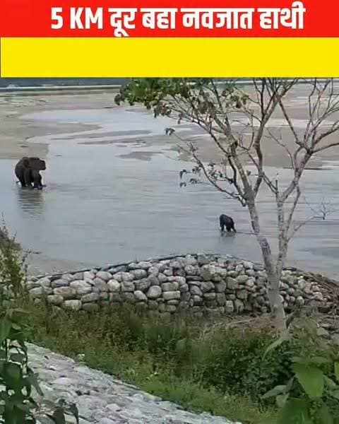 मां और बच्चे का रिश्ता सिर्फ इंसानों में ही नहीं, बल्कि जानवरों की दुनिया में भी बेहद खास होता है। इसका भावुक उदाहरण उस वक्त देखने को मिला, जब तेज बहाव में बहकर अपनी मां से दूर हुआ हाथी का नवजात बच्चा आखिरकार सुरक्षित बचा लिया गया।
जानकारी के मुताबिक, नन्हा हाथी तेज बहाव वाली तीस्ता नदी में बह गया था। नदी की तेज धार उसे करीब 5 किलोमीटर तक नीचे की ओर बहाकर ले गई। लगातार बहते पानी के कारण बच्चा डूबने की स्थिति में पहुंच गया था और उसकी जान पर खतरा मंडरा रहा था।
हालात की गंभीरता को देखते हुए वन विभाग की टीम ने तुरंत रेस्क्यू अभियान शुरू किया। इस मुश्किल अभियान में स्थानीय मछुआरों ने भी टीम का साथ दिया। तेज बहाव और चुनौतीपूर्ण परिस्थितियों के बीच रेस्क्यू टीम ने कड़ी मशक्कत कर नन्हे हाथी को पानी से सुरक्षित बाहर निकाल लिया।
लेकिन इस रेस्क्यू का सबसे भावुक पल इसके बाद आया। बचाए गए हाथी के बच्चे को उसकी मां तक पहुंचाया गया, जहां दोनों दोबारा मि�