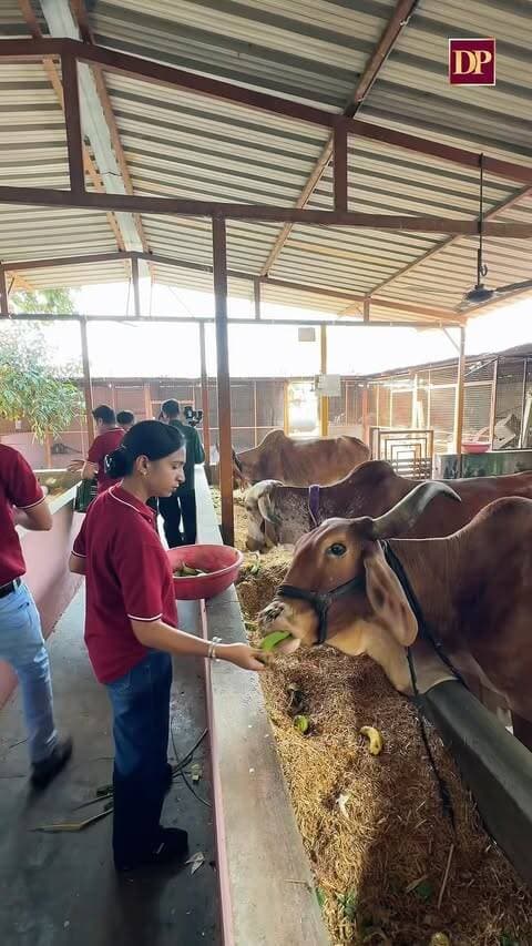 ડી.પી. જ્વેલર્સ દાહોદ: શુભ આરંભ અને જીવદયા મહાસેવા 🐄🙏
ડી.પી. જ્વેલર્સના દાહોદ શોરૂમના શુભ આરંભ પ્રસંગે ‘જીવદયા મહાસેવા’નું વિશેષ આયોજન કરવામાં આવ્યું હતું. આ પવિત્ર અવસરે ડી.પી. જ્વેલર્સની ટીમે ગૌશાળામાં ગૌમાતાને તાજા ફળો, શાકભાજી અને લીલો ચારો ખવડાવીને પ્રસાદ અર્પણ કર્યો તથા શુભ કાર્યની શરૂઆત માટે તેમના આશીર્વાદ પ્રાપ્ત કર્યા.
“જન્મ-જન્મનો નાતો છે, ગાય અમારી માતા છે!” 🚩
#DPJewellers #GauSeva #Dahod #JivdayaMahaseva #GauMata NewShowroom