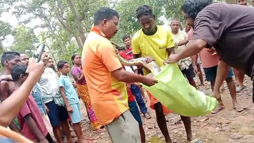 #ବିରାଟ_କାୟ_ଅଜଗର_ସାପ_ଉଦ୍ଧାର
କେନ୍ଦୁଝର ଜିଲ୍ଲା ପାଟଣା ବ୍ଲକ କେନ୍ଦେଇପଶି ଖଜୁରୀଆପଶି ଗ୍ରାମ ନିକଟରେ ବିରାଟ କାୟ ଅଜଗର ସାପ ଉଦ୍ଧାର।
#latastnewsupdate #pabitranewsodishalive #snekresque #kendeiposi #patna #kendujhar