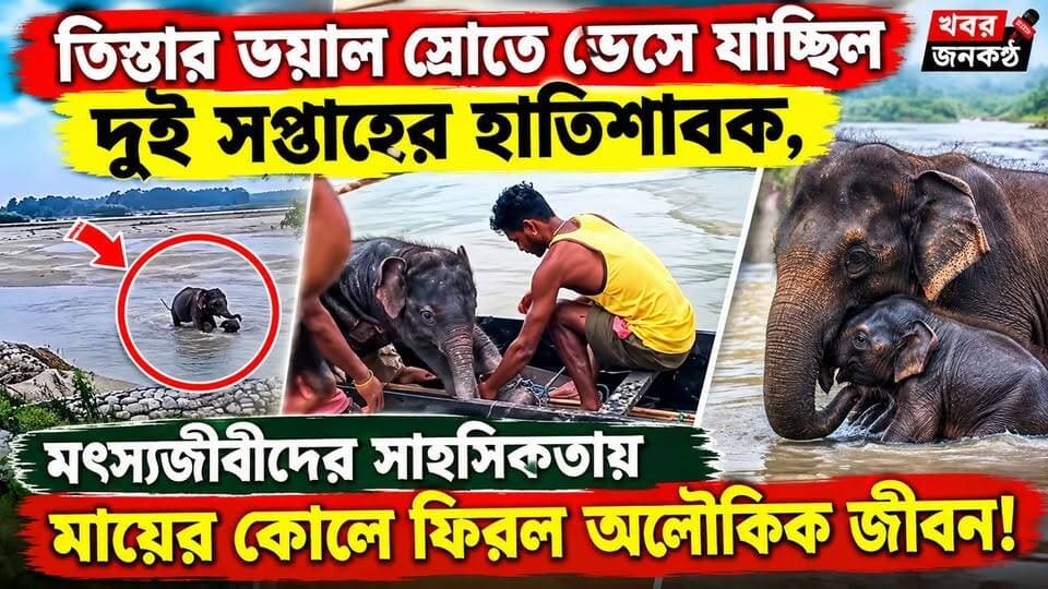 তিস্তার ভয়াল স্রোতে ভেসে যাচ্ছিল হাতিশাবক, মৎস্যজীবীদের সাহসিকতায় মায়ের কোলে ফিরল অলৌকিক জীবন,নেট পাড়ায় ভাইরাল!