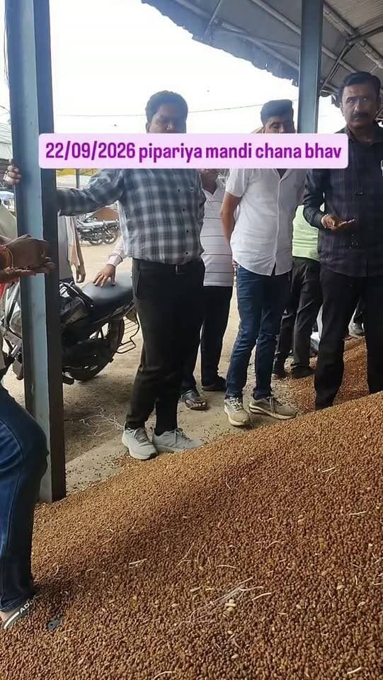 Chana bhav 22/09/2026 #mandi #pipariya