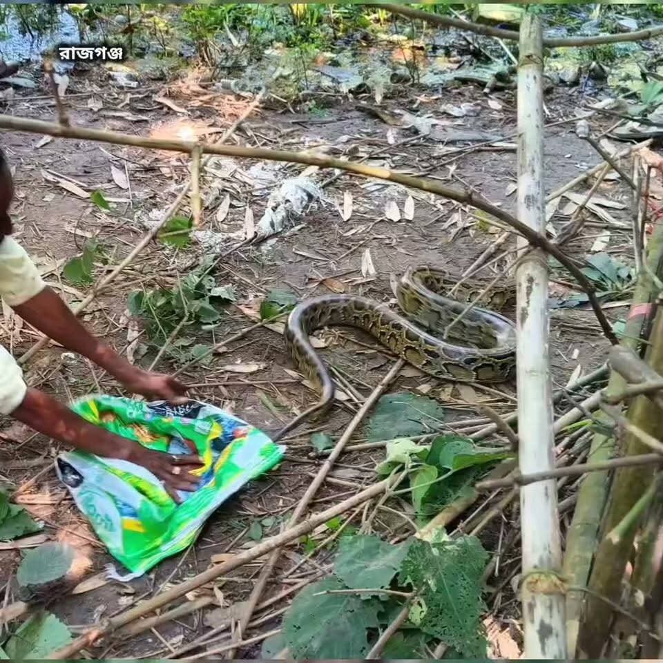 অজগর ধরতে কি অবস্থা