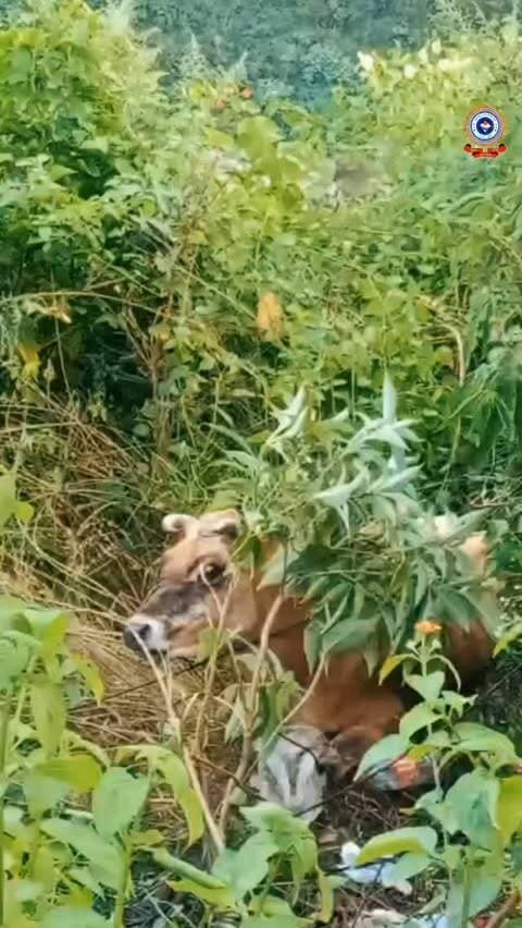 'सेवा परमो धर्म:' 🚒🐾
फायर यूनिट धारचूला को सूचना मिली कि ग्राम निगालपानी के पास एक बेजुबां गाय गहरी खाई में फंस गई है। सूचना मिलते ही फायर रेस्क्यू टीम बिना देर किए मौके पर पहुँची।
विषम परिस्थितियों और गहरी खाई के बावजूद, टीम ने रस्सी के सहारे कड़ी मशक्कत और सूझबूझ से गाय को सुरक्षित बाहर निकाला और मुख्य सड़क तक पहुँचाया। 🙏✨
#RescueOperation #UttarakhandPolice #AnimalRescue #Pithoragarh #HumanityFirst