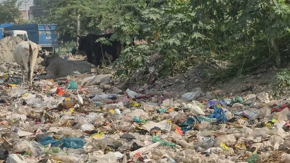खेड़ी पुल से सेक्टर 29 पुल बीच नहर वाली रोड़ पर कूड़े का ढेर देखें।