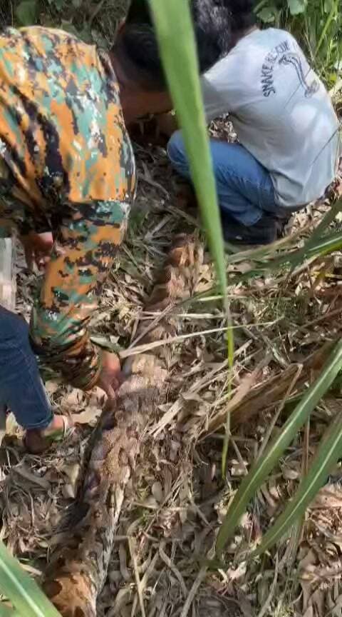 गन्ने के खेत में निकला 15 फीट लंबा अजगर, सियार को दबोचे बैठा था; रेस्क्यू कर गोमती किनारे छोड़ा
हरदोई। अतरौली थाना क्षेत्र के हरैया स्थित बड़ेरा गांव में गन्ने के खेत में करीब 15 फीट लंबा और लगभग 50 किलो वजनी अजगर निकलने से ग्रामीणों में हड़कंप मच गया। खेत में काम करने पहुंचे किसानों ने देखा कि अजगर ने एक सियार को पूरी तरह अपने शिकंजे में दबोच रखा था।
विशालकाय अजगर को देखते ही किसान डर गए और तुरंत इसकी सूचना वन विभाग को दी। सूचना मिलते ही कछौना रेंजर विनय सिंह जादौन अपनी टीम के साथ मौके पर पहुंचे और सर्प मित्र कुलदीप को भी बुलवाया गया।
कड़ी मशक्कत के बाद किया गया रेस्क्यू
वन विभाग की टीम और सर्प मित्र ने कड़ी मशक्कत के बाद विशाल अजगर को सुरक्षित पकड़ लिया। इसके बाद अजगर को आबादी से दूर गोमती नदी के किनारे जंगलात वाले इलाके में ले जाकर छोड़ दिया गया।
घटना के दौरान खेत के पास अजगर को देखने के लिए बड़ी संख्या में ग्रामीणों की भीड़ जमा हो गई थी। अजगर के सुरक्षित पकड़े जाने के बाद ही ग्रामीणों ने राहत की सांस ली।
