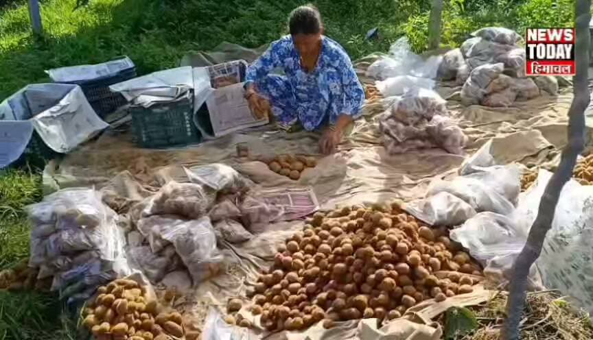 राजगढ़ में बढ़ा कीवी का कारोबार, 50 से 250 रुपये किलो तक मिल रहा भाव
राजगढ़ में पारंपरिक फल फसलों के बीच अब कीवी भी बागवानों की नई उम्मीद बन रही है। इन दिनों कीवी की तुड़ाई और पैकिंग का दौर जारी है और राजगढ़ की कीवी देश की विभिन्न मंडियों तक पहुंच रही है। बागवानों को गुणवत्ता और आकार के अनुसार करीब 50 से 250 रुपये प्रति किलो तक भाव मिल रहा है।
राजगढ़ क्षेत्र में इन दिनों कीवी के बागानों में रौनक है। तुड़ाई के बाद कीवी की ग्रेडिंग और पैकिंग कर इसे अलग-अलग मंडियों में भेजा जा रहा है। एलिसन, ब्रूनो, मोंटी, एबॉट और हेवर्ड जैसी किस्मों की यहां खेती हो रही है।
आड़ू की फसल में फाइटोप्लाज्मा रोग की समस्या के बीच कई बागवान कीवी को वैकल्पिक फल फसल के तौर पर देख रहे हैं। बागवानों का कहना है कि राजगढ़ की जलवायु कीवी के लिए अनुकूल है और बाजार में इसकी मांग भी बनी हुई है।
कीवी कारोबार से जुड़े धर्मवीर सिंह के अनुसार, गुणवत्ता और आकार के आधार पर फिलहाल 50 से 250 रुपये किलो तक भाव मिल रहा है। वहीं बागवान मियां सुंदर सिंह का कहना है कि बेहतर तकनीकी मार्गदर्शन और विपणन सुविधा मिलने पर क्षेत्र में कीवी का रकबा बढ़ सकता है।
राजगढ़ में कीवी अब सिर्फ बागवानों की नई फसल नहीं, बल्कि आय के एक संभावित वैकल्पिक साधन के रूप में पहचान बना रही है।
न्यूज टुडे हिमाचल के लिए राजगढ़ से रवि दत्त भारद्वाज की रिपोर्ट।