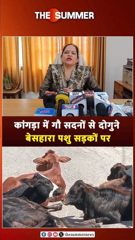 कांगड़ा में गौ सदनों से दोगुने बेसहारा पशु सड़कों पर
पंचायतों और नगर निकायों को बेसहारा पशुओं को गौ सदन पहुंचाने के निर्देश