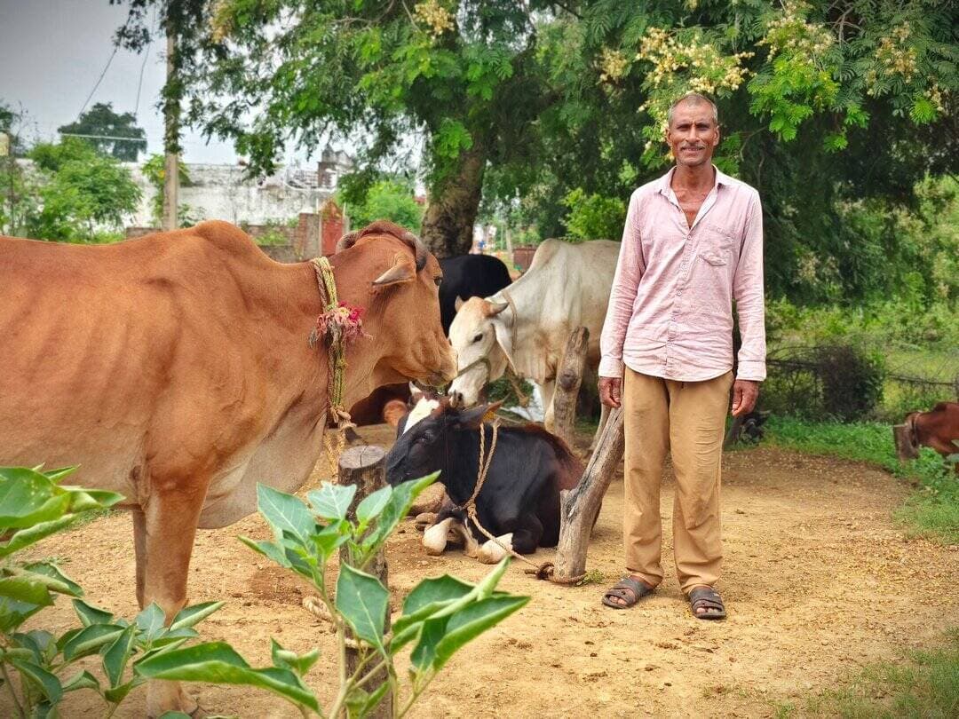 आज से 10 वर्ष पहले आर्थिक स्थिति बेहद कमजोर थी और घर में केवल 1 गाय थी। लेकिन अब जिले के ग्राम निपानी के श्री महेंद्र कुमार साहू जी ने पशुपालन के प्रति अपनी रुचि और दृढ़ संकल्प से शासन की योजनाओं का लाभ लेकर अपनी पूरी तकदीर बदल दी।
उन्होंने पशु चिकित्सा विभाग से कृत्रिम गर्भाधान का लाभ उठाया, जिससे गाय ने 11 बछड़ों को जन्म दिया। 'उन्नत मादा वत्स पालन योजना' से जुड़कर उन्हें बेहतरीन लाभ मिला। घर में रोजाना 20-25 लीटर दूध का उत्पादन हो रहा है, जिससे उन्हें सालाना ₹3 से ₹4 लाख की शानदार आय हो रही है। दूध बिक्री के साथ-साथ बायो गैस का उत्पादन, गोबर से खाद और जीवामृत बनाकर 3 एकड़ खेत में पूरी तरह जैविक खेती की जा रही है, जो पर्यावरण और सेहत दोनों के लिए वरदान है।
#SevakiKahani #सेवा_संकल्प_अभियान #सेवा_की_कहानी #SevaSankalpAbhiyan #SevaSankalp #JanSeva #JanBhagidari #SevaSeVikas #Sushasansarkar #ViksitChhattisgarh #VishnuBhaiya