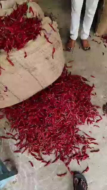 #ఆర్మూర్ ఢిలక్స్ 23000 #subscribe #chilli #trendingshorts