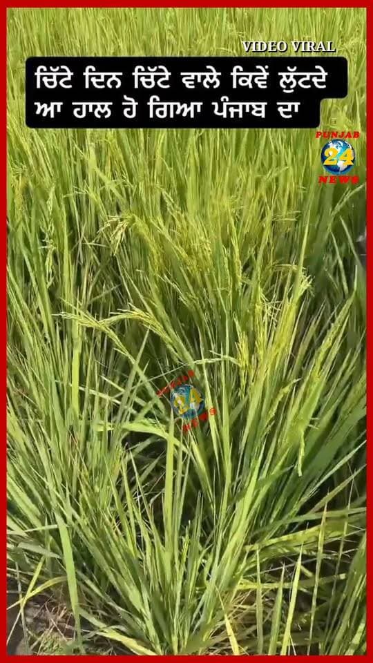 ਚਿੱ'ਟੇ ਦਿਨ ਚਿੱ'ਟੇ ਵਾਲੇ ਕਿਵੇਂ ਲੁੱ'ਟ'ਦੇ ਆ ਹਾਲ ਹੋ ਗਿਆ ਪੰਜਾਬ ਦਾ | Punjab 24 News | Punjab Police News
.
#PunjabNews #PunjabPolice #DrugCrisis #PunjabNewsToday #Punjab24News