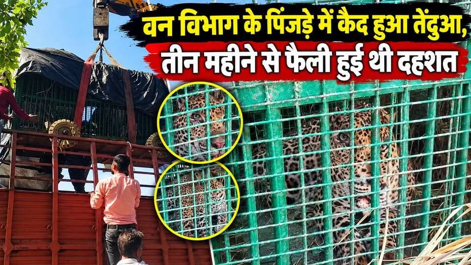 बकरी के लालच में पिंजरे में फंसा तेंदुआ, तीन महीने बाद ग्रामीणों को मिली राहत
#leopard #rescue #bareilly #viral #fyp