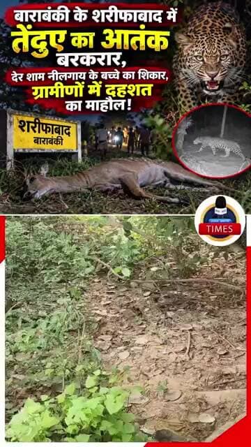 !!बाराबंकी के शरीफाबाद में तेंदुए का आतंक बरकरार,देर शाम नीलगाय के बच्चे का