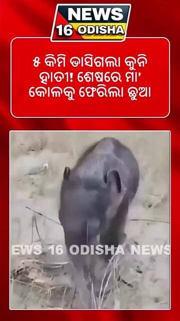 ୫ କିମି ଭାସିଗଲା କୁନି ହାତୀ! ଶେଷରେ ମା’ କୋଳକୁ ଫେରିଲା ଛୁଆ