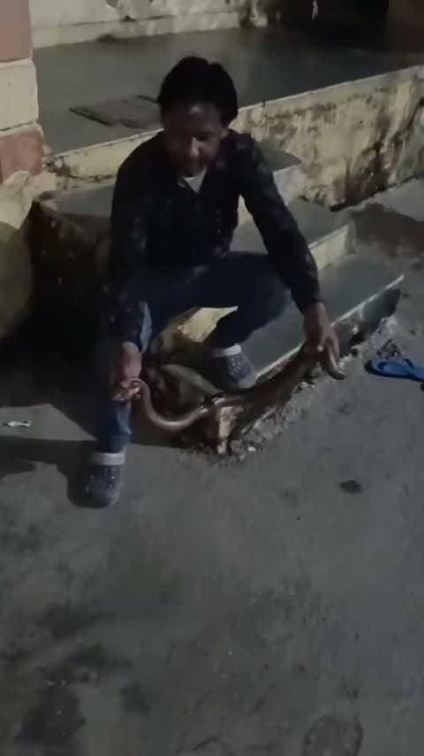 🐍 धनेतकलां में रेस्क्यू हुआ रेड सैंड बोआ! 😱
धनेतकलां में फिर पहुंचा सर्प प्रेमी रमेश चंद्र, सुरक्षित किया गया दुर्लभ रेड सैंड बोआ 🐍🌿
#धनेतकलां #सर्परेस्क्यू #रेडसैंडबोआ #RameshChandra #SnakeRescue HelloChittorgarh
