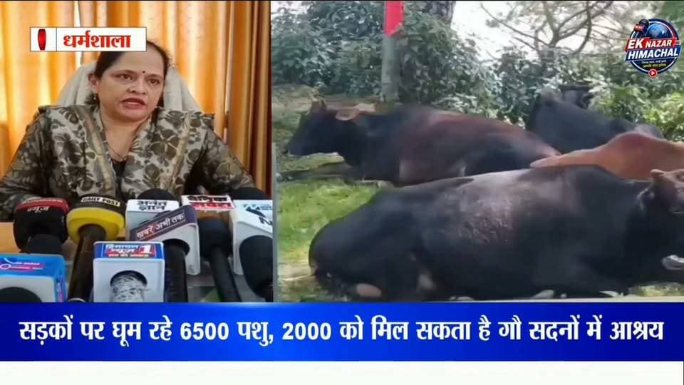 कांगड़ा में बेसहारा पशुओं का बड़ा आंकड़ा!जिले में करीब 28 गौ सदन, क्षमता लगभग 5 हजार पशुओं की, लेकिन इनमें रखे गए हैं करीब 3 हजार पशु। वहीं लगभग 6500 बेसहारा पशु अभी भी सड़कों पर घूम रहे हैं।
सड़कों पर घूम रहे पशु हादसों का कारण बनने के साथ किसानों की फसलों को भी नुकसान पहुंचा रहे हैं। विभाग ने पंचायतों और नगर निकायों को बेसहारा पशुओं को सुरक्षित रूप से गौ सदनों तक पहुंचाने के निर्देश दिए हैं।
गौ सदनों में करीब 2000 पशुओं के लिए जगह उपलब्ध होने के बावजूद सड़क पर क्यों हैं बेसहारा पशु?
देखिए पूरी खबर और जानिए पशुपालन विभाग ने क्या कहा।
#KangraNews #HimachalNews #HimachalPradesh #Kangra #BaseharaPashu #GauSadan #CowShelter #AnimalWelfare #HimachalNewsUpdate #BreakingNews #NewsUpdate #EkNazarHimachalNews #गौसदन #बेसहारापशु #कांगड़ा #हिमाचलप्रदेश #हिमाचलन्यूज़
