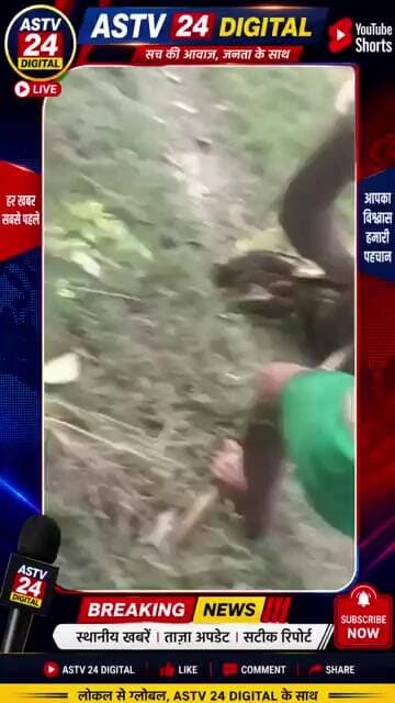 लखीमपुर खीरी: चारा काट रहे युवक पर अजगर का हमला, मजदूरों ने बचाया @ASTV24official