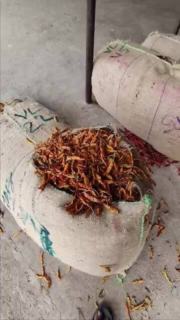 #ఏళ్ళో గోల్డ్ మిర్చి 230-225 #subscribe #chilli #trendingshorts
