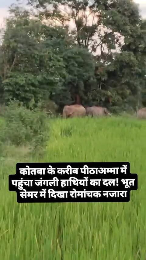BREAKING NEWS: पीठाअम्मा में पहुंचा जंगली हाथियों का दल, भूत सेमर का दिखा रोमांचक नजारा!
#Jashpur #Kotba #PithaaAmma #WildElephants #ElephantNews JashpurNews ChhattisgarhNews BreakingNews ViralNews