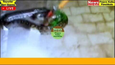 वार्ड नंबर 18 में करीब 10 फीट लंबा अजगर मिलने से मचा हड़कंप, सुरक्षित रेस्क्यू।
Like /comment /share / follow instagram and you tube subscribe
https://nsmpkp.com News Social Media Pinjore Kalka Panchkula Reporter mani Pinjore / kalka 23-9-2026,
my E-mail:manisharma4009@ gmail.com what's app no:-9896944009