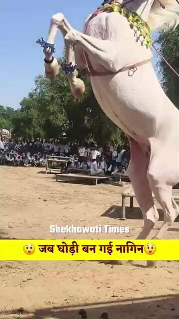डीजे पर धुन बजते ही घोड़ी बन गई नागिन 😲#viralvideo #rajasthan #horse #village #nagin