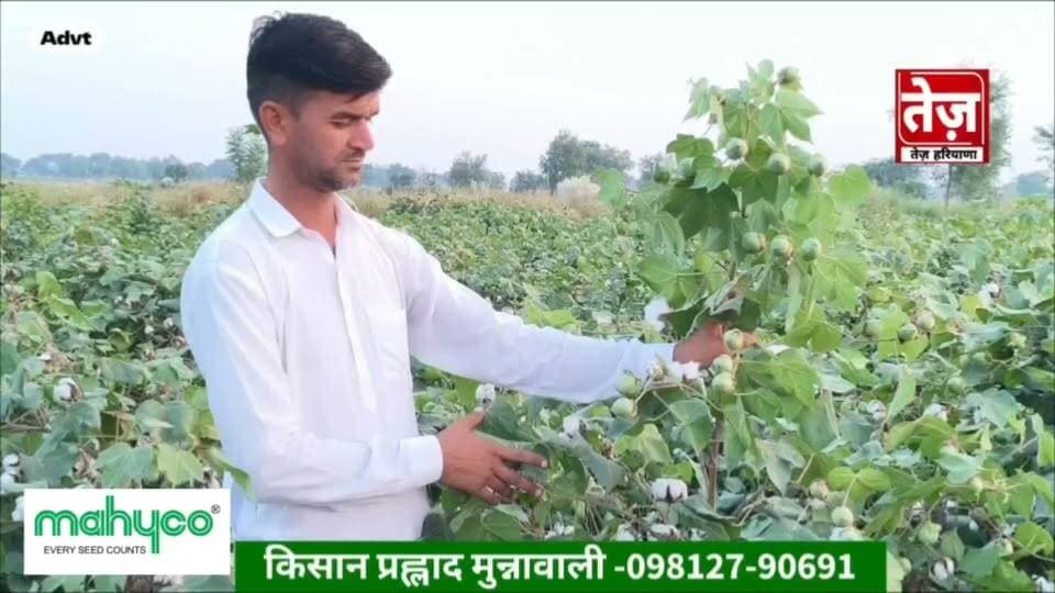 गांव मुन्नावाली में माइको सीड के पैशन प्लस का कमाल, टिंडों से टूटने लगे पौधे, बम्पर होगी पैदावार, किसान बोला इस बार नरमे गई फसल करेगी निहाल