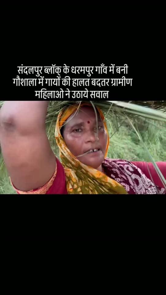 #संदलपुर ब्लॉक् की ग्राम पंचायत धर्मपुर गौशाला में तीन गाये मृत पाई गई