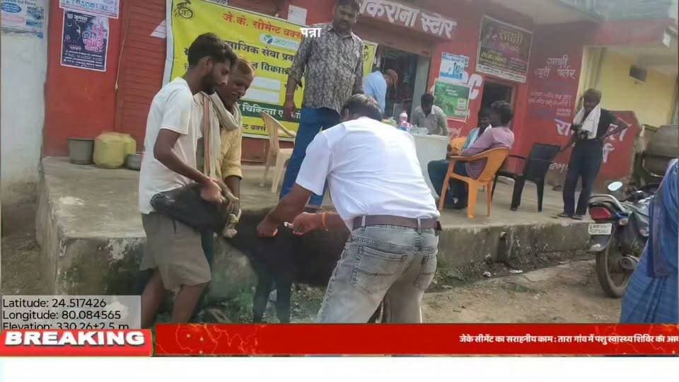 जेके सीमेंट का सराहनीय काम : तारा गांव में पशु स्वास्थ्य शिविर का आयोजन, 200 से अधिक मवेशियों का हुआ मुफ्त इलाज