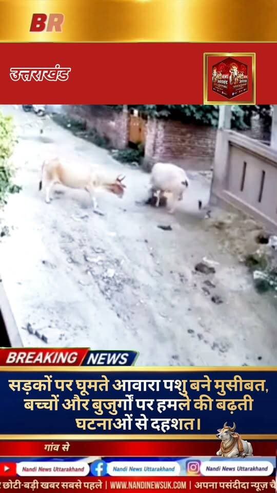 सोशल मीडिया पर बढ़ती हिंसक घटनाएं: आवारा पशुओं के आतंक से दहशत में आम जनजीवन।
आज के दौर में सोशल मीडिया प्लेटफॉर्म्स पर आए दिन ऐसी बेहद चिंताजनक और दिल दहला देने वाली घटनाएं और वीडियो सामने आ रहे हैं, जिन्होंने आम जनता की नींद उड़ा दी है। इन दिनों सबसे बड़ी और गंभीर समस्या सड़कों पर घूम रहे आवारा पशुओं के बढ़ते आतंक की है। आए दिन राह चलते मासूम बच्चों और बेसहारा बुजुर्गों पर इन खूंखार आवारा जानवरों द्वारा जानलेवा हमले (अटैक) किए जा रहे हैं। ये घटनाएं न सिर्फ प्रशासनिक दावों की पोल खोलती हैं, बल्कि समाज में एक गहरे डर का माहौल भी पैदा कर रही हैं।
"उत्तराखंड की हर बड़ी खबर सबसे पहले पाने के लिए Nandi News Uttarakhand को Follow करें।"
#Uttarakhand #Dehradun #NandiNews #BreakingNews #UttarakhandNews #Haridwar #viralvideo #Animalattack