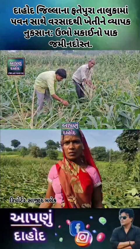 દાહોદ જિલ્લાના ફતેપુરા તાલુકામાં પવન સાથે વરસાદથી ખેતીને વ્યાપક નુકસાન: ઉભો મકાઈનો પાક જમીનદોસ્ત.