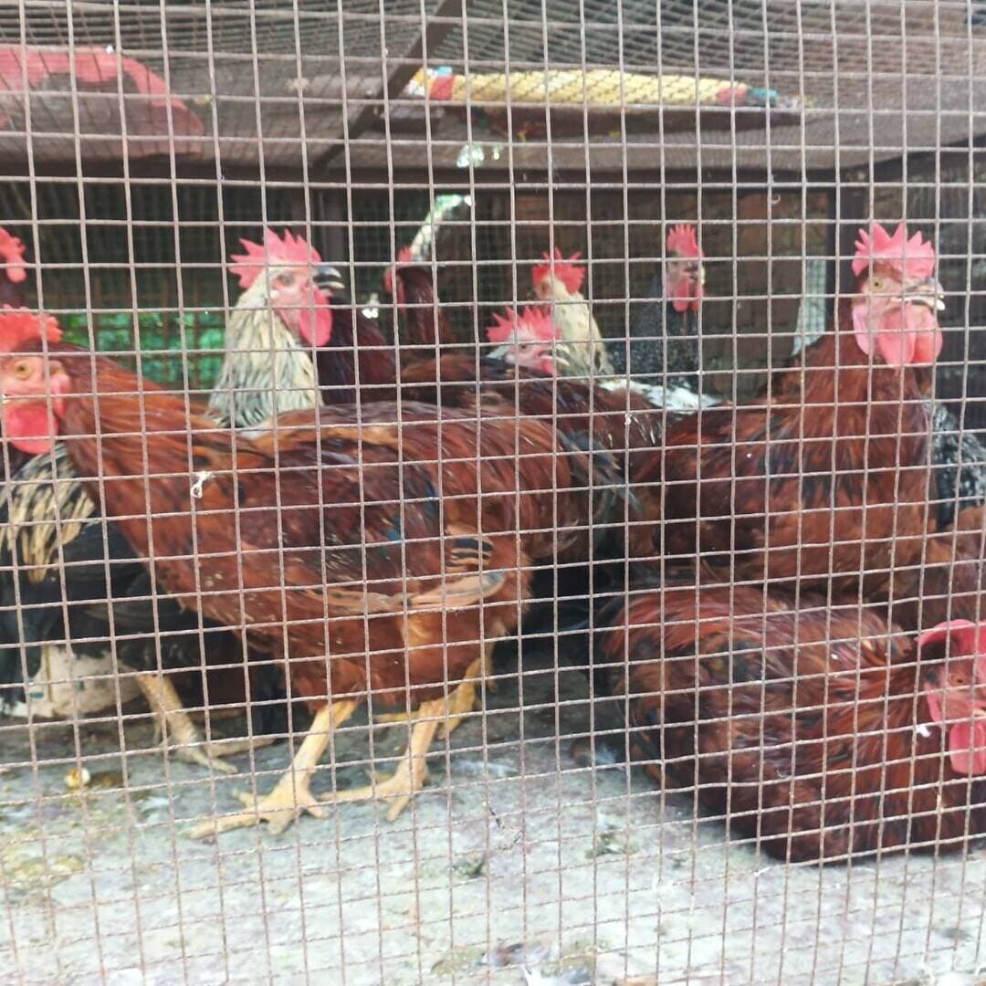 Balrampur ! ग्यारहवीं शरीफ पर बदला बाजार का मिजाज: मुर्गा मंडी में भारी उछाल, देसी मुर्गों की चांदी...
#उतरौला (#बलरामपुर)
शेख अब्दुल कादिर जिलानी अलैहिरहमा के यौमे विलादत (ग्यारहवीं शरीफ) के पाक मौके पर स्थानीय बाजारों में जबरदस्त रौनक देखने को मिल रही है। इस्लामी कैलेंडर के रबीउस्सानी महीने की 11वीं तारीख यानी गुरुवार को मनाए जाने वाले इस मुकद्दस त्योहार को लेकर अहले सुन्नत फिरके के अकीदतमंदों में खासा उत्साह है। नियाज और विशेष पकवानों की तैयारी के चलते चिकन बाजारों और पोल्ट्री मंडियों में मुर्गों की बिक्री में अचानक भारी उछाल दर्ज किया गया है।
पकवानों की रंगत से महकेंगे घर
ग्यारवीं शरीफ के इस मुबारक मौके पर घरों और सामूहिक दावतों के लिए लज़ीज़ चिकन बिरयानी, कोरमा और अन्य पारम्परिक व्यंजन तैयार करने की तैयारियां जोरों पर हैं। इसके चलते सुबह से ही चिकन की दुकानों और पोल्ट्री फार्मों पर खरीदारों की भारी भीड़ उमड़ रही है। मंडियों में दिनभर गहमागहमी का माहौल बना हुआ है।
दामों में आया उछाल, देसी मुर्गा सबसे पहली पसंद
मांग में अचानक आई तेज़ी का असर कीमतों पर भी साफ देखने को मिल रहा है। विभिन्न इलाकों में जिंदा मुर्गों और रिटेल चिकन के दामों में ₹20 से ₹50 प्रति किलोग्राम तक की बढ़ोतरी दर्ज की गई है।
बाजार में इस समय 'देसी मुर्गा' खरीदारों की पहली पसंद बना हुआ है। आकार और वजन के हिसाब से एक देसी मुर्गा ₹1500 से लेकर ₹1,800 तक की कीमत में हाथों-हाथ बिक रहा है।
थोक से लेकर खुदरा तक सप्लाई तेज
त्योहार के दिन ग्राहकों को किसी भी तरह की किल्लत का सामना न करना पड़े, इसके लिए थोक मंडियों से लेकर खुदरा विक्रेताओं तक माल की सप्लाई की गति बढ़ा दी गई है। वहीं इस त्यौहार को लेकर लोग नज्रो नियाज के लिए पहले से मुर्गों की खरीदारी कर रहे हैं,दुकानदारों का कहना है कि मांग को पूरा करने के लिए पर्याप्त स्टॉक की व्यवस्था की गई है, फिर भी खरीदार सुबह से ही खरीदारी में जुटे हुए हैं।
#balrampur #Utraula