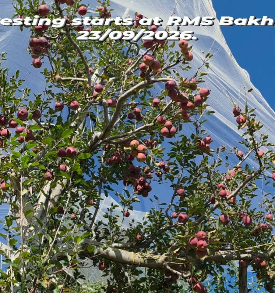 Harvesting starts at RMS Bakhol on 23/09/2026.