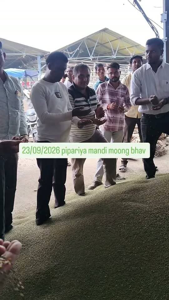 Pipariya mandi moong bhav 23/09/2026 #viral #india #mandi