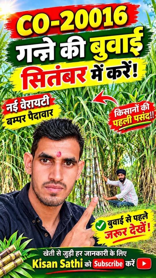 CO-20016 गन्ने की बुवाई सितंबर में कैसे करें? 🌱 | नई वैरायटी | किसान जरूर देखें 🚜#CO20016 #गन्ना #गन्नेकीबुवाई #गन्नेकीनईवैरायटी #SugarcaneFarming #Sugarcane #KisanSathi