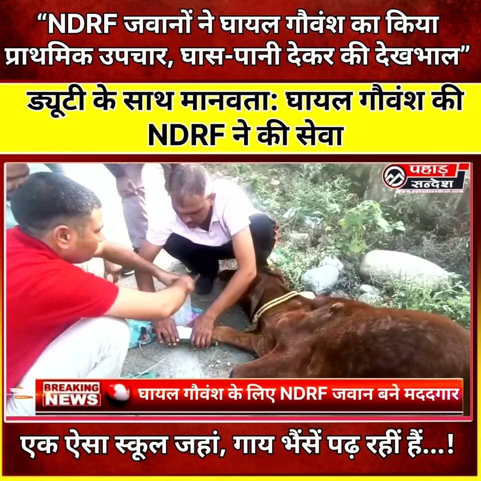 “NDRF जवानों ने घायल गौवंश का किया प्राथमिक उपचार, घास-पानी देकर की देखभाल”
NDRF जवानों ने घायल गौवंश का किया प्राथमिक उपचार, घास-पानी देकर की देखभाल
उत्तरकाशी। NDRF जवानों ने मानवता और संवेदनशीलता की मिसाल पेश करते हुए एक घायल गौवंश को प्राथमिक उपचार दिया। जवानों ने घायल गौवंश की स्थिति को देखते हुए उसकी देखभाल की और उपचार के बाद उसे घास एवं पानी उपलब्ध कराया।
इस दौरान इंस्पेक्टर राजकुमार के नेतृत्व में NDRF टीम के कांस्टेबल अंकुर, अनिल, अमित गुज्जर, हवलदार विकास, सचिन, विनोद और आशुतोष तिवारी सहित अन्य जवानों ने घायल गौवंश की मदद की। जवानों ने न केवल उसका प्राथमिक उपचार किया, बल्कि उसकी सुरक्षा और देखभाल का भी ध्यान रखा।
NDRF जवानों की इस पहल से ड्यूटी के साथ-साथ पशुओं के प्रति उनकी संवेदनशीलता भी सामने आई।