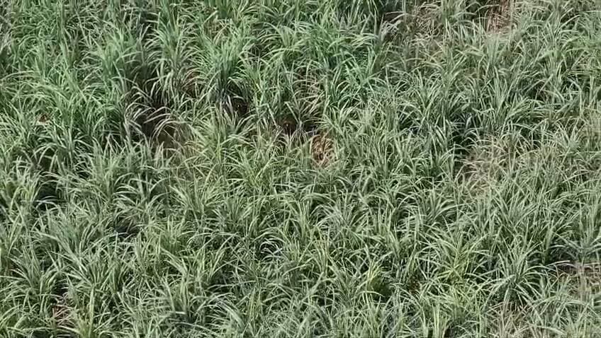 बैजनाथ महतो हत्याकांड के फरार आरोपी एजाज गिरफ्तारी को लेकर ड्रोन कैमरे से कांबिंग ऑपरेशन का विडियो आया सामने