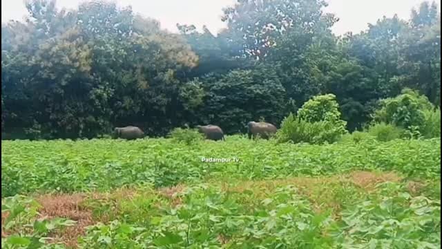👉 #Breking_News
ପଦ୍ମପୁର ବନାଞ୍ଚଳରେ ହାତୀ ଚଳାଚଳ 🐘
ପଦ୍ମପୁର ବନାଞ୍ଚଳର ଫଟାମୁଣ୍ଡା ଉପରକଟା ସାଇଟ୍ରୁ ଆମ୍ବବୁରେଇ ରାସ୍ତା ଦେଇ ବିଜାଡ଼ିହି ଆଡ଼କୁ ହାତୀ ଯାଇଥିବା ସୂଚନା ବନ ବିଭାଗ ପକ୍ଷରୁ ମିଳିଛି।
ଏହାକୁ ଦୃଷ୍ଟିରେ ରଖି ଫଟାମୁଣ୍ଡା, ବିଜାଡ଼ିହି, ଗମ୍ଭାରିଡ଼ିହି, ବୁଧାପାଳି, ଲୋହାରପାଳି, ଖଇରା, କଦଳୀମୁଣ୍ଡା ଓ ବରିକେଳ ଅଞ୍ଚଳବାସୀଙ୍କୁ ସତର୍କ ରହିବାକୁ ଅନୁରୋଧ।
👉 ରାତି ସମୟରେ ଏବଂ ଭୋର ସକାଳୁ ଅତ୍ୟାବଶ୍ୟକ ନଥିଲେ ଘରୁ ବାହାରକୁ ନଯିବାକୁ ବନ ବିଭାଗ ପକ୍ଷରୁ ସତର୍କତା।
👉 ହାତୀ ଦେଖିଲେ ନିକଟକୁ ଯାଆନ୍ତୁ ନାହିଁ ଏବଂ ତାହାକୁ ଉତ୍ତେଜିତ କରନ୍ତୁ ନାହିଁ।